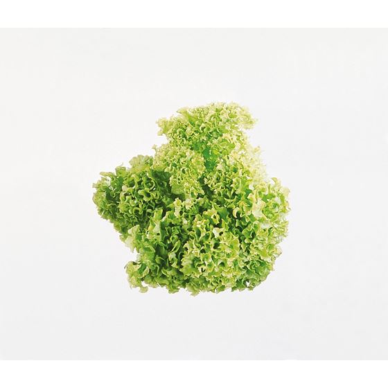 Salat grønn lollo i boks 150gr